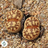 Lithops dorotheae C300 / Living stones / 40 seeds